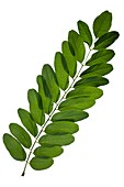 Robinia pseudoacacia leaves