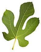 Common fig (Ficus carica) tree leaf