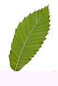 Sweet chestnut (Castanea sativa) leaf