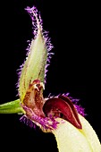 Orchid (Bulbophyllum fascinator)