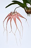 Orchid (Bulbophyllum longissimum)