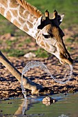 Giraffe at a watering hole