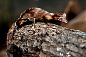 Satanic leaftail gecko
