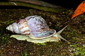 Tropical snail