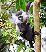 Tanzanian black-and-white colobus