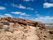 Petrified forest,Argentina