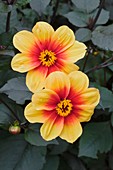 Dahlia 'Moonfire'