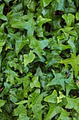 Hedera helix 'Green Feather'