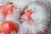 Mould growing on tomatoes