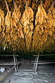 Tobacco drying room,Cuba