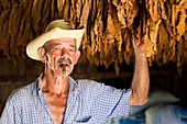 Tobacco farmer,Cuba