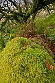 Moss-covered woodland
