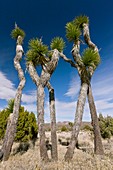 Joshua trees (Yucca brevifolia)