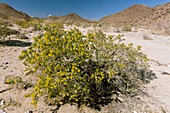 Bladderpod (Cleome isomeris)