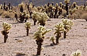 Cholla (Cylindropuntia bigelovii) cacti