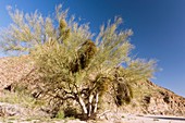 Palo Verde tree and mistletoe