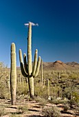 Saguaro (Carnegiea gigantea) cacti
