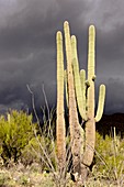 Saguaro (Carnegiea gigantea) cactus