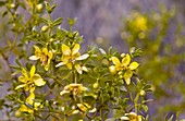 Larrea tridentata in flower