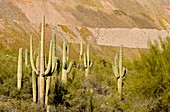 Saguaro (Carnegiea gigantea) cacti