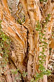 Common myrtle (Myrtus communis) tree