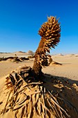 Withered desert plant,Egyptian Sahara