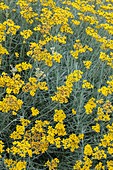 Helichrysum italicum