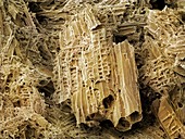Wasp Nest Material (SEM)