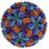 Norwalk virus capsid,molecular model