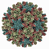 Hepatitis B virus capsid,molcular model