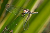 Darter dragonfly
