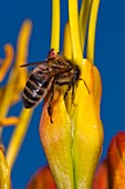 Honeybee feeding