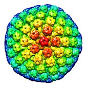 Herpes virus particle,artwork