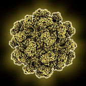 Hepatitis E virus capsid,molecular model