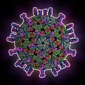 Simian rotavirus capsid,molecular model