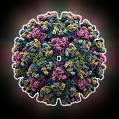 VEE equine encephalitis virus capsid