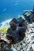 Fluted giant clam on a coral reef