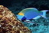 Parrotfish and remora on a reef
