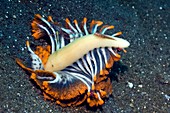 Fish on a sea pen