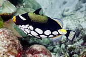 Clown triggerfish