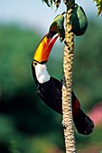 Toco toucan eating fruit