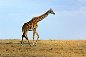 Maasai giraffe