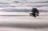 Oak (Quercus robur) tree in fog