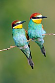 European bee-eaters on a branch