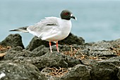 Swallow-tailed gull