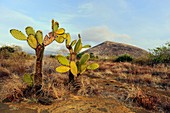 Galapagos prickly pear (Opuntia echios)