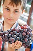 Boy holding home grown bunch of grapes