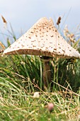 Parasol mushroom