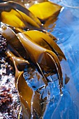 Oarweed kelp