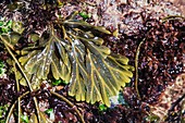 Serrated Wrack seaweed